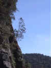 Tree on a cliff