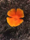 poppy2.jpg (250138 bytes)